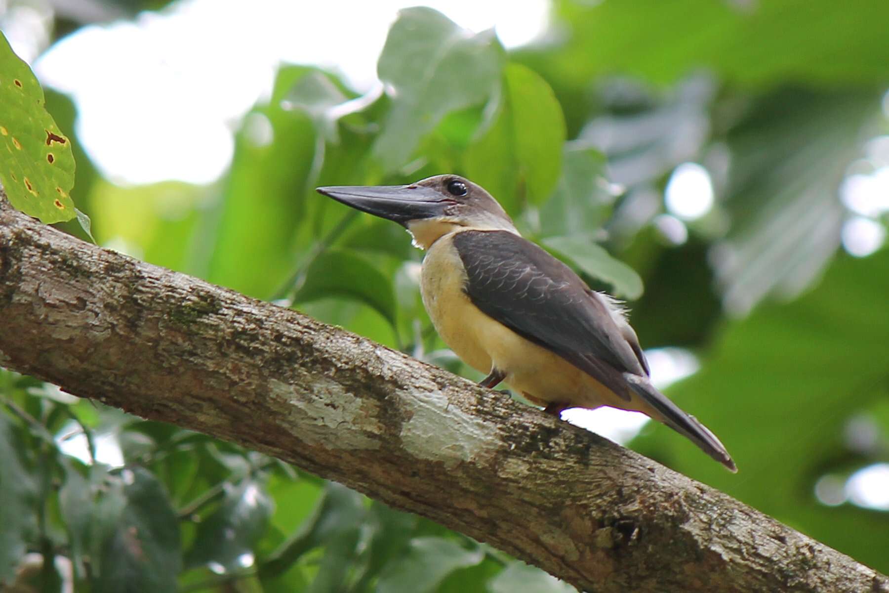 Image of Black-billed Kingfisher