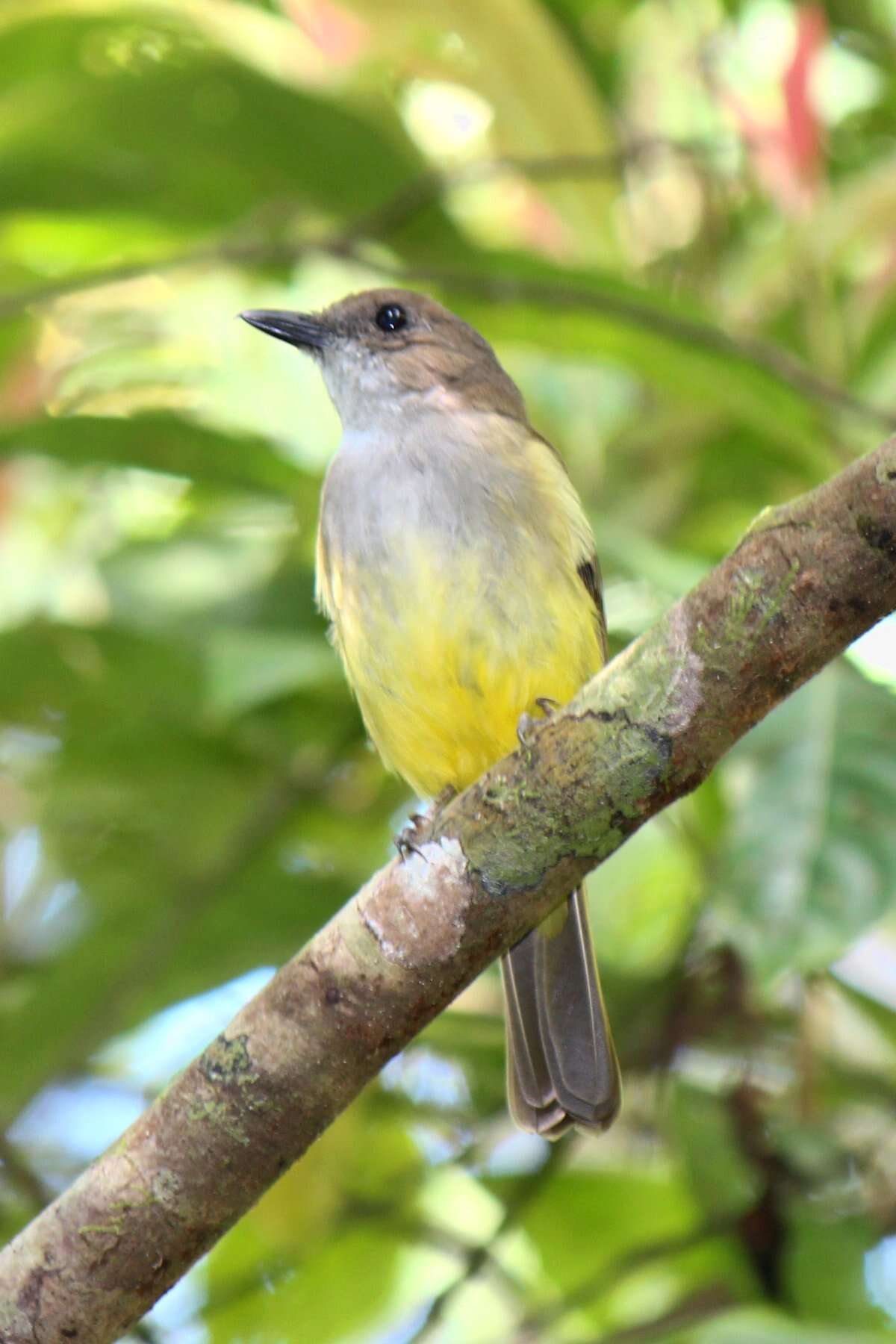 Image of Sulphur-bellied Whistler