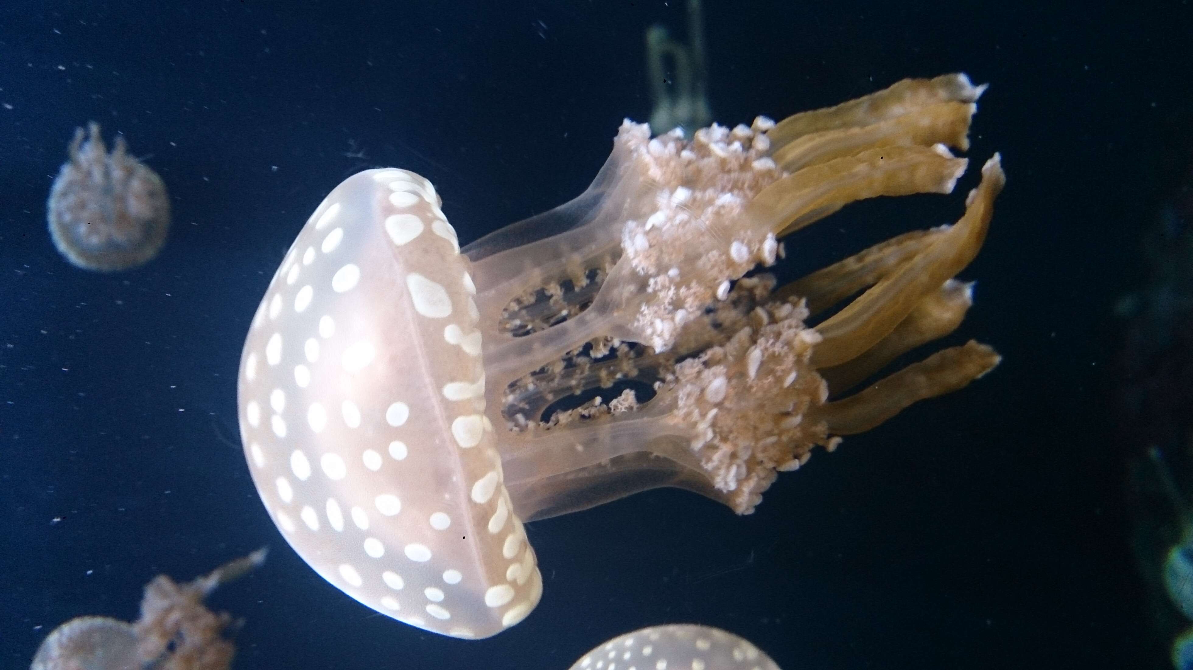 Image of Spotted jelly