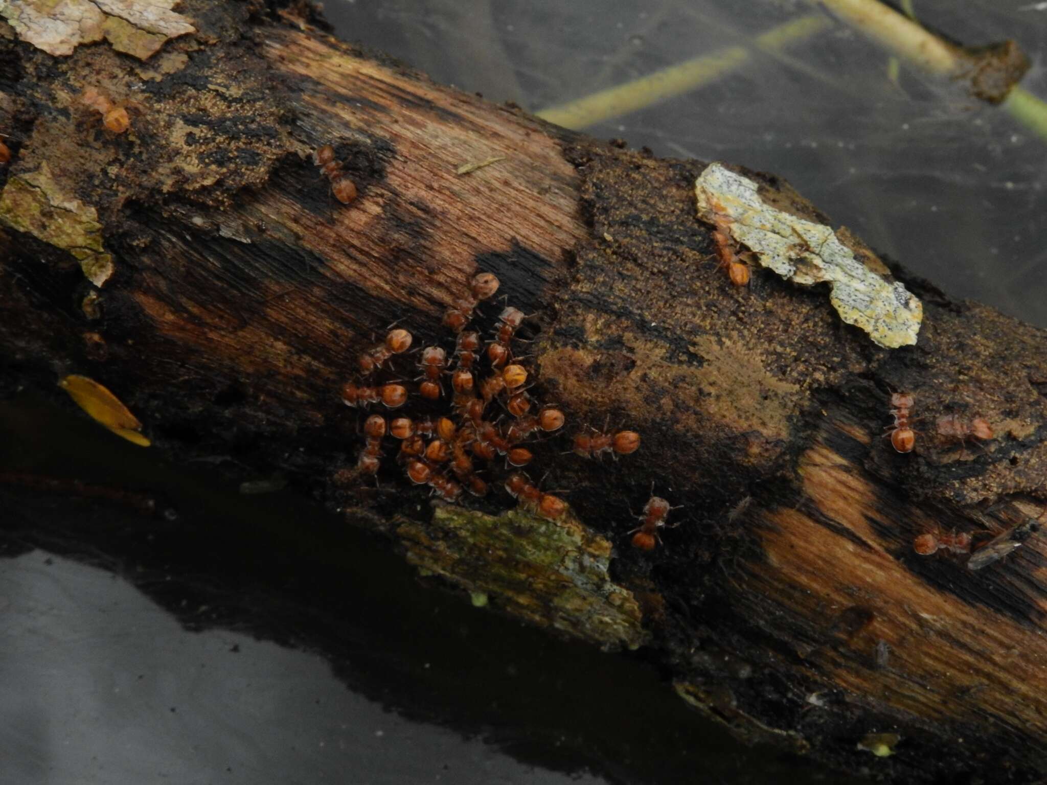 Cephalotes clypeatus (Fabricius 1804) resmi