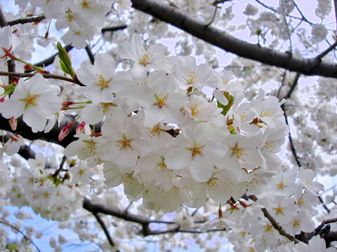 Plancia ëd Prunus yedoensis Matsum.