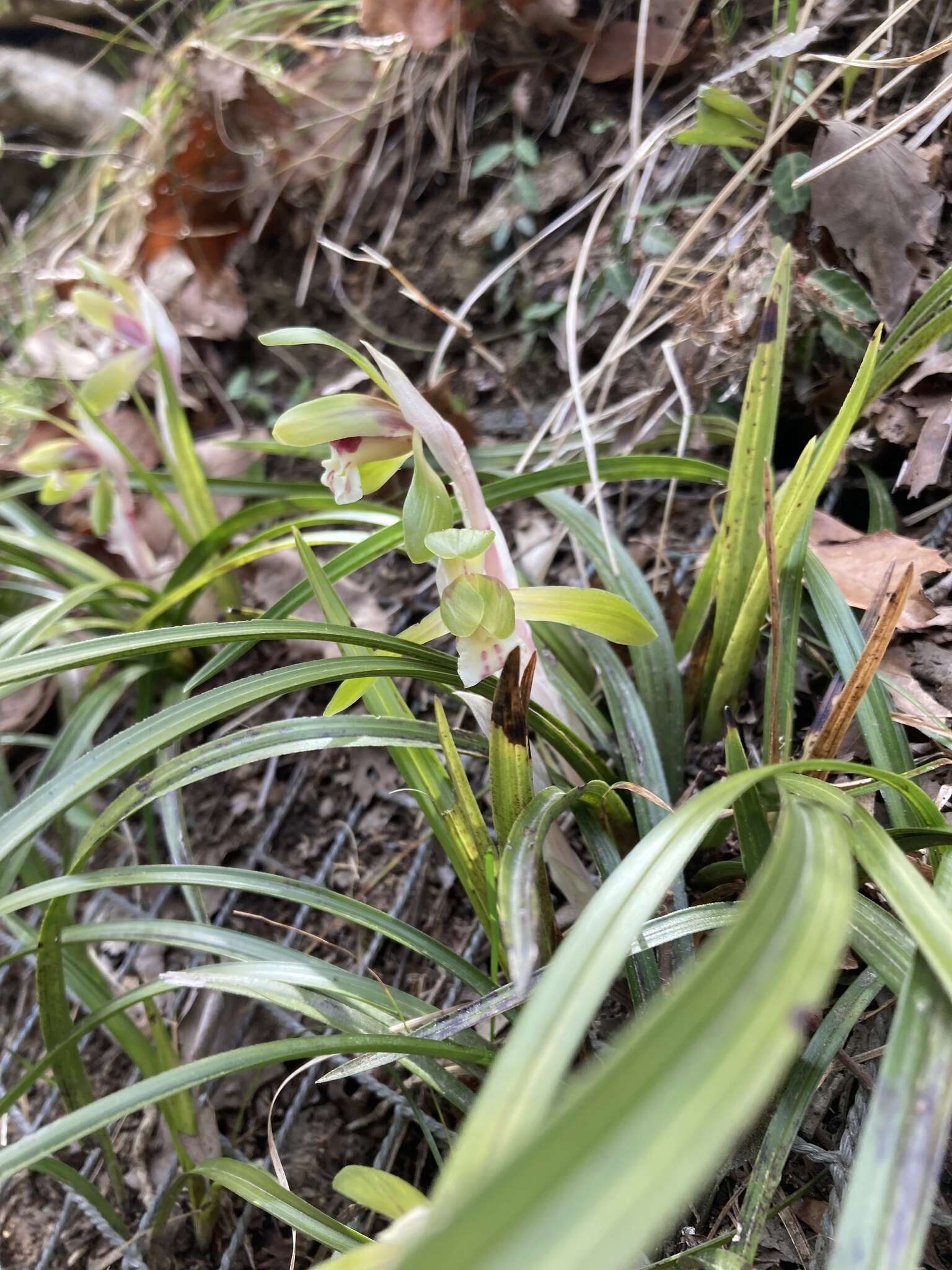 Image de Cymbidium goeringii (Rchb. fil.) Rchb. fil.