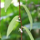Image of Begonia oxyanthera Warb.