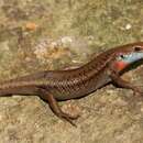 Image of Blue-throated Rainbow-skink