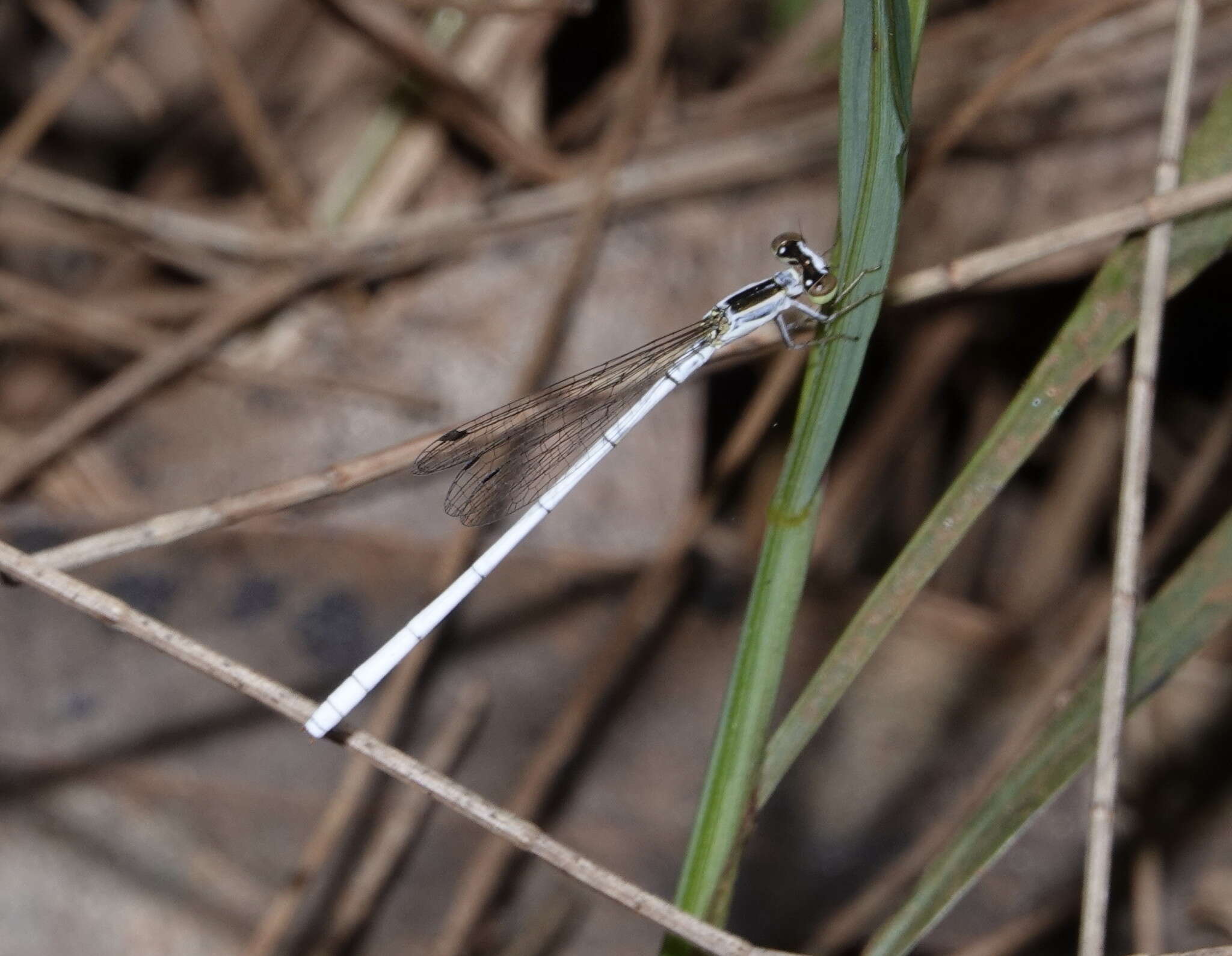 Sivun Agriocnemis argentea Tillyard 1906 kuva