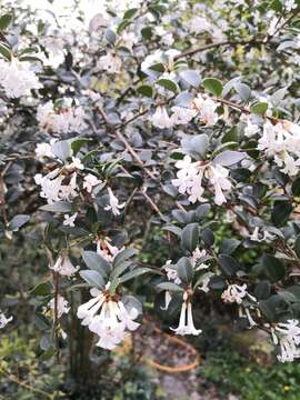 Image of Osmanthus delavayi Franch.