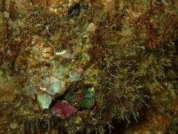 Image of Tessellated Blenny