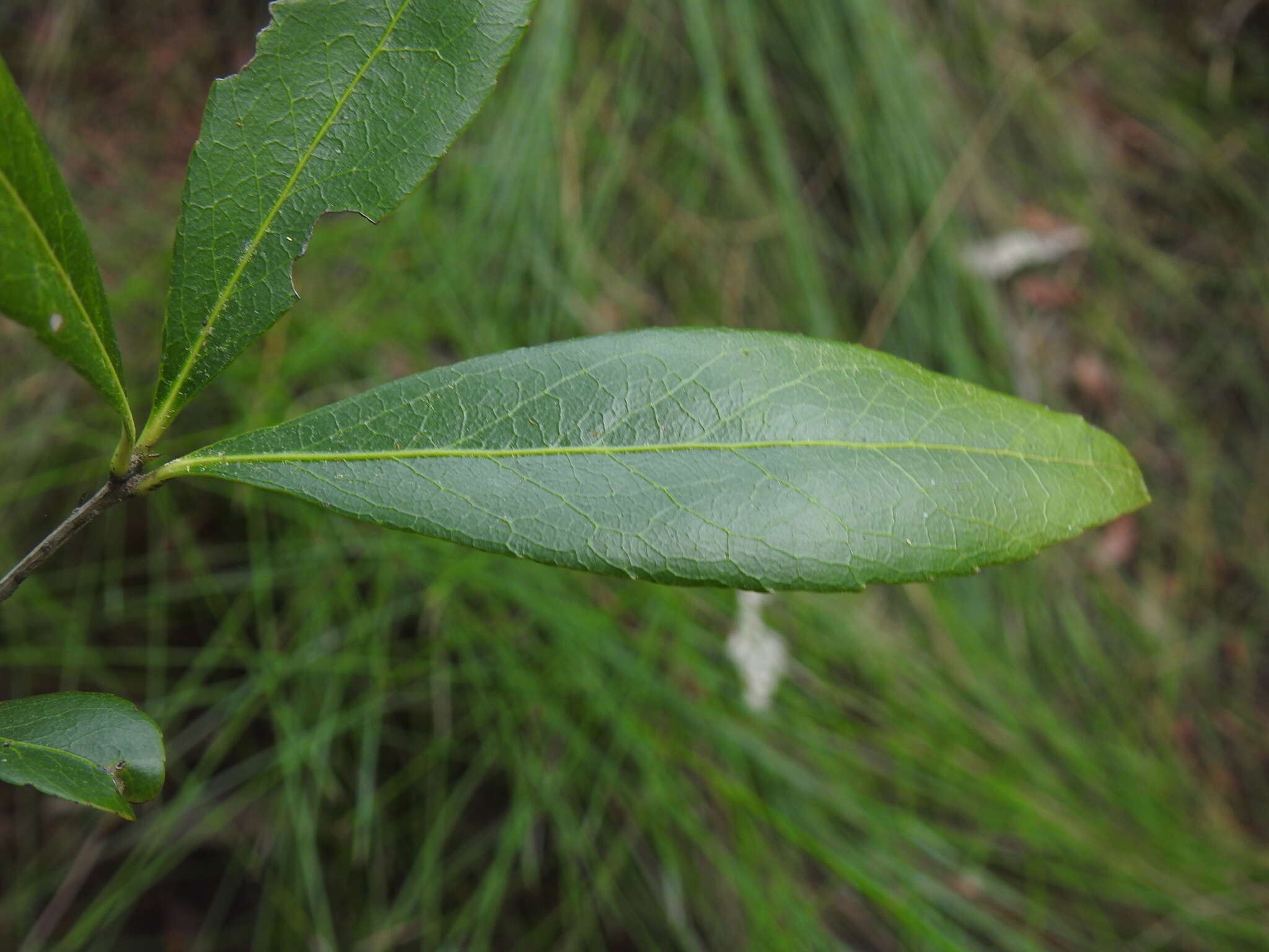 Image of Denhamia celastroides (F. Müll.) L. W. Jessup