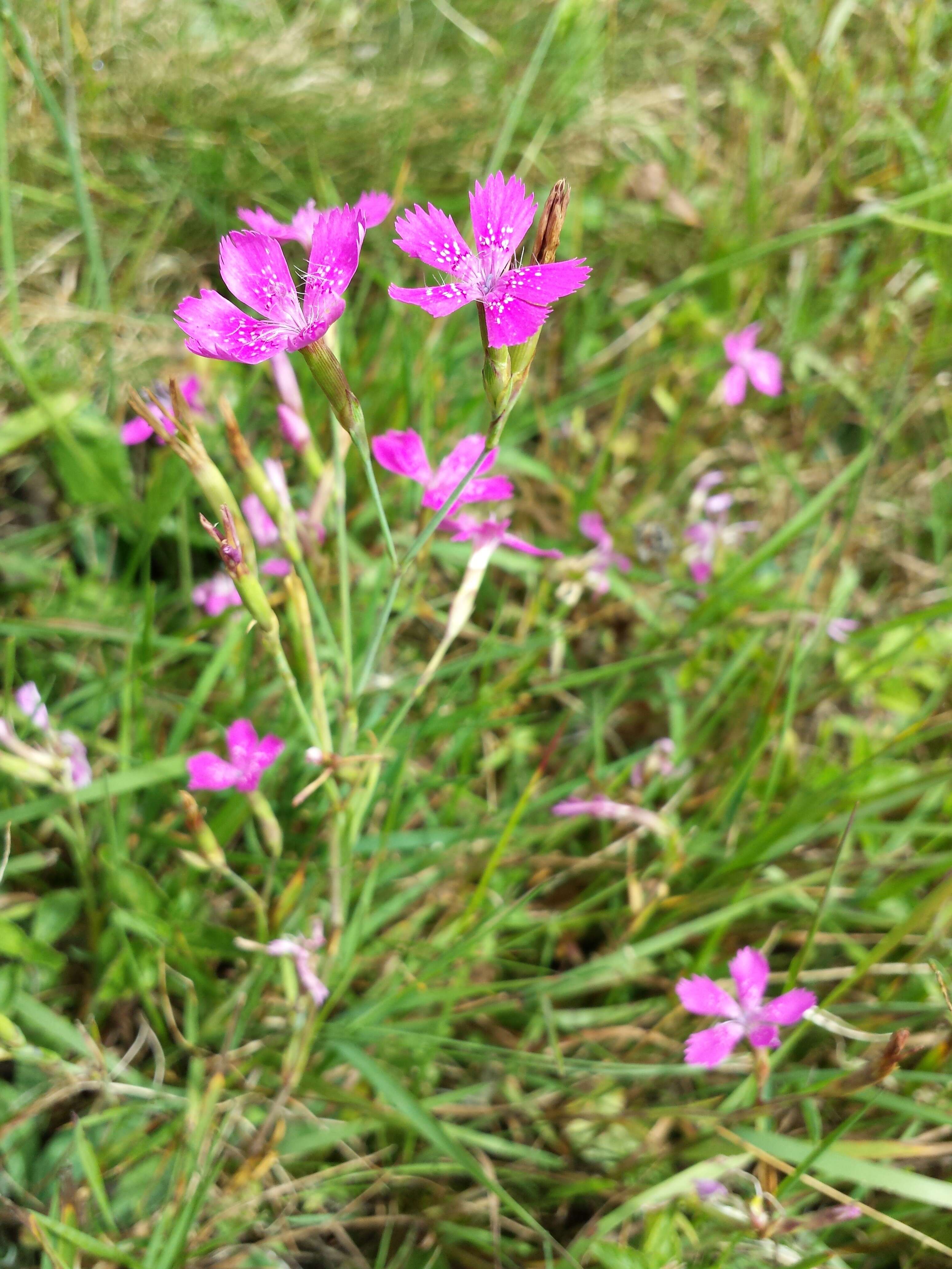 Слика од Dianthus deltoides L.