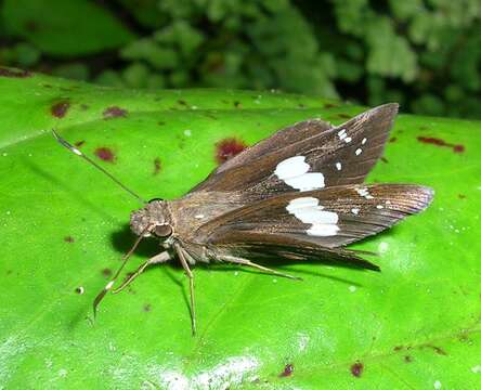 Image de Notocrypta curvifascia Felder & Felder 1862