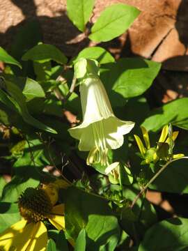 Image of Cobaea pringlei (House) Standl.