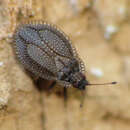 Image of Lace bug