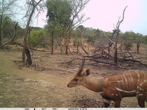 Image of Bushbuck