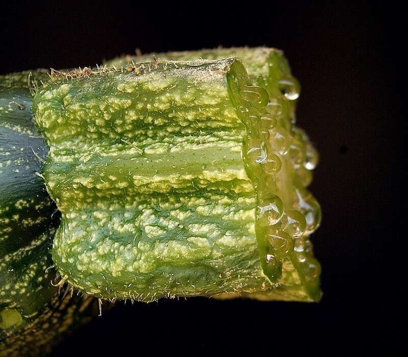 Image of field pumpkin