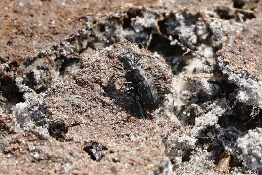 Image of Cicindela (Cicindelidia) trifasciata ascendens Le Conte 1851