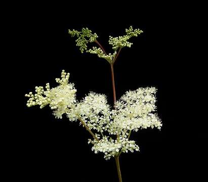 Image of Meadowsweet