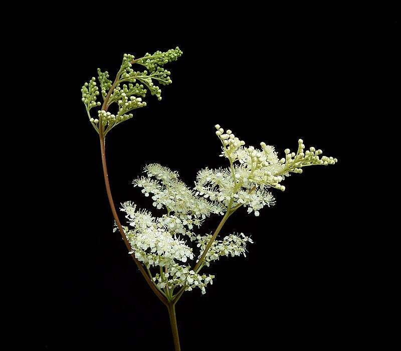 Image of Meadowsweet