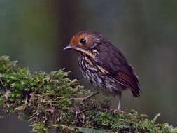 Image of Ochre-fronted Antpitta