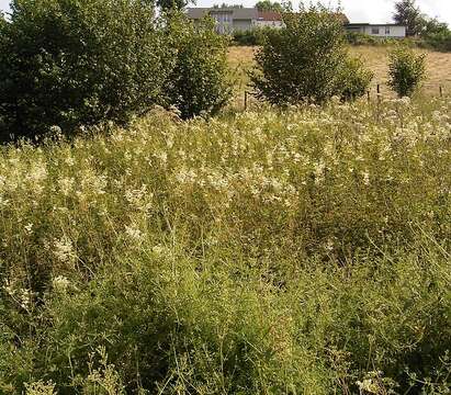 Image of Meadowsweet