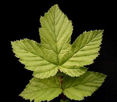 Image of Meadowsweet