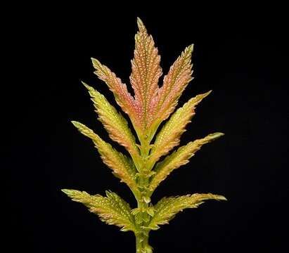 Image of Meadowsweet