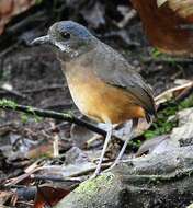 Image of Moustached Antpitta