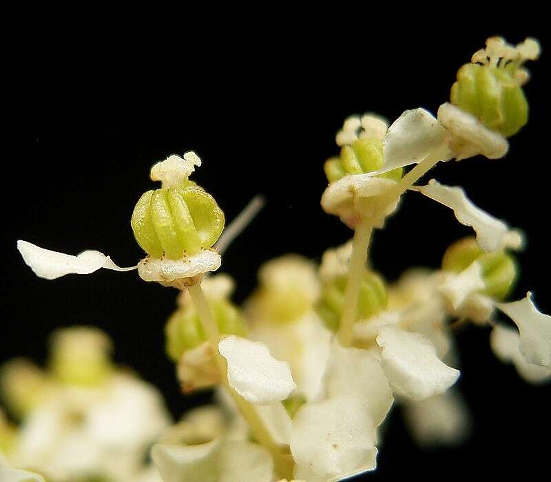 Image of Meadowsweet