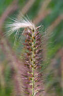 Imagem de Pennisetum alopecuroides