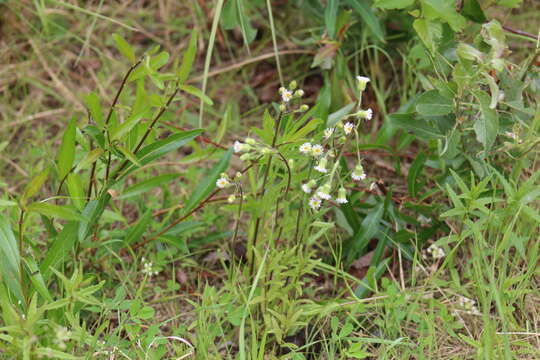 Слика од Erigeron elatus (Hook.) Greene