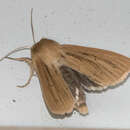 Image of Mythimna (Mythimna) yukonensis Hampson 1911