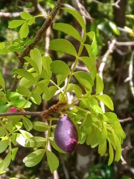 Image of Doratoxylon chouxii Capuron