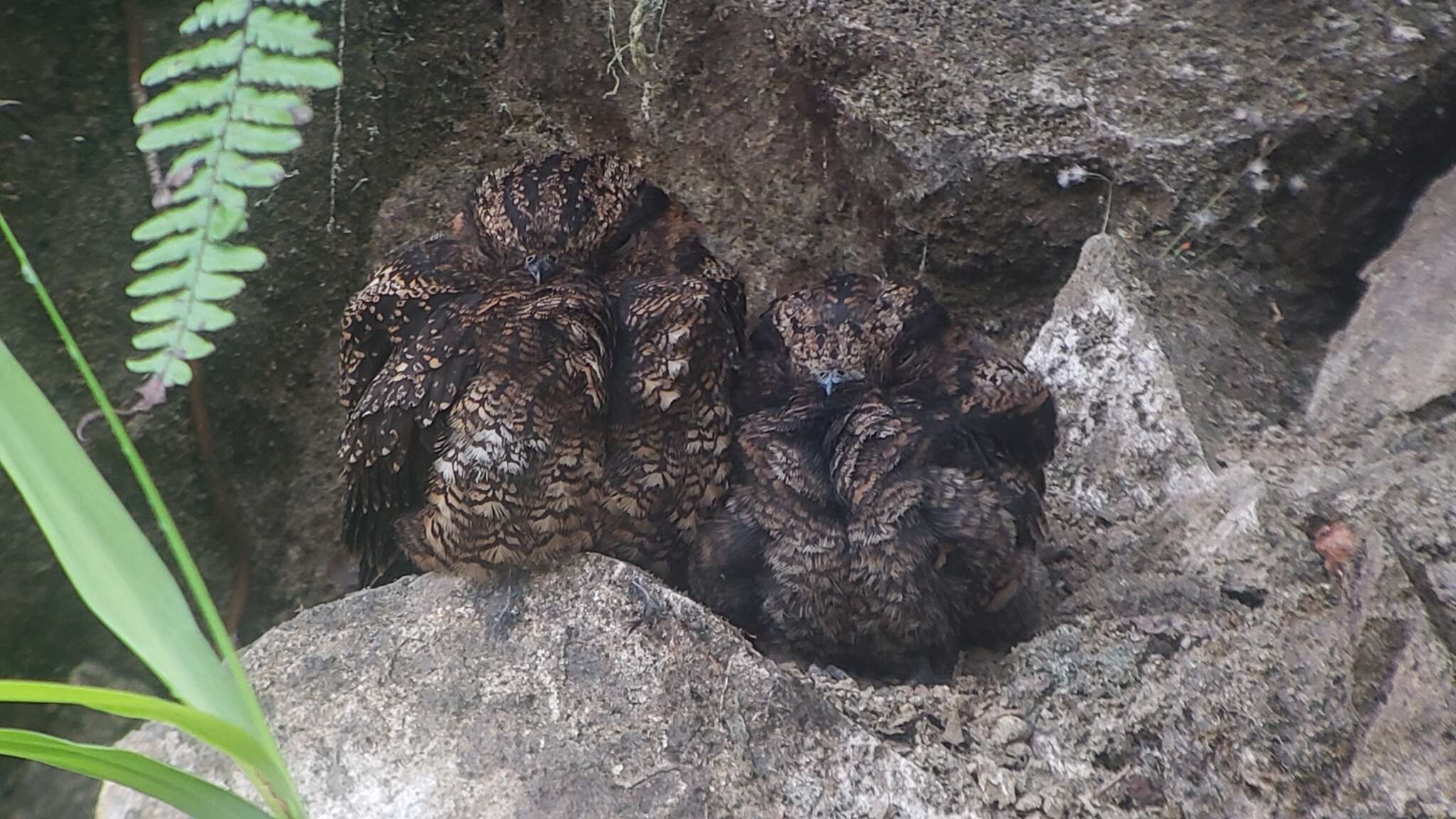 Image of Lyre-tailed Nightjar