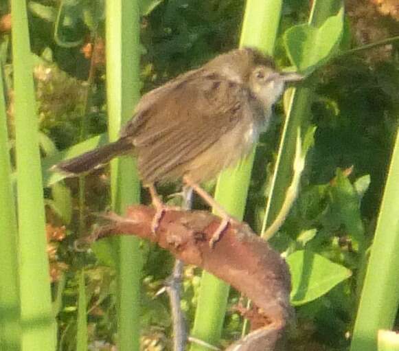 Image of Madagascan Cisticola