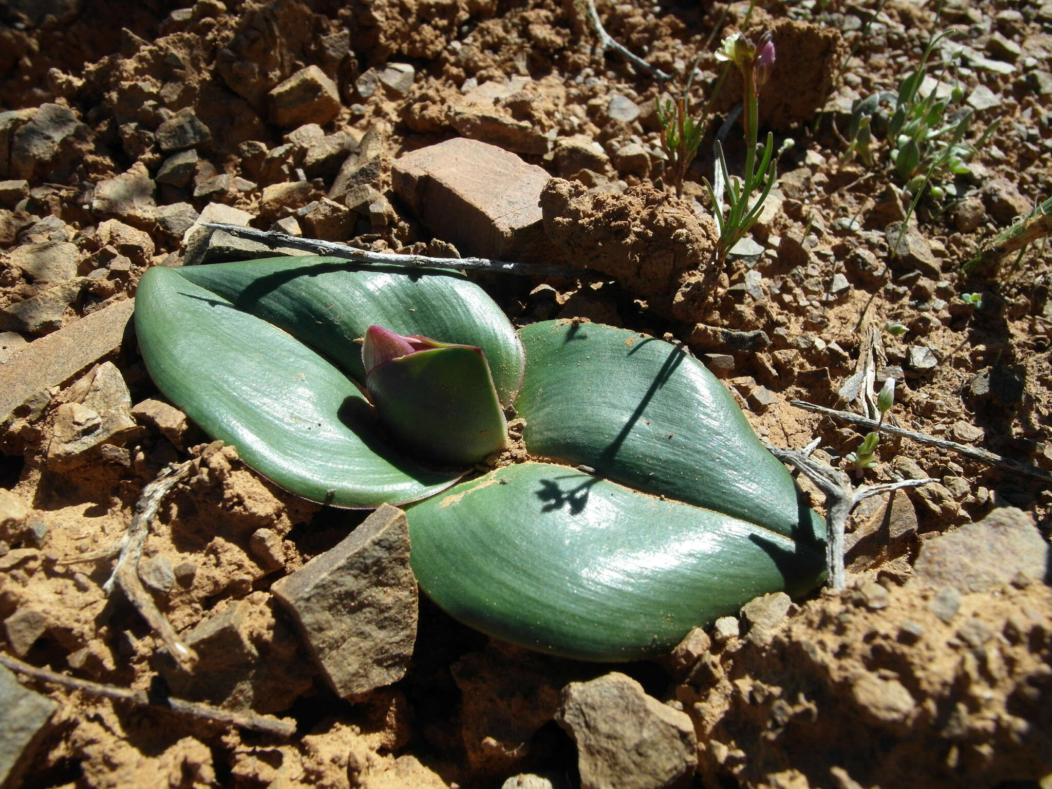 Image of Androcymbium burchellii subsp. pulchrum (Schltr. & K. Krause) Pedrola, Membrives, J. M. Monts. & Caujapé