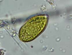 Image de Gonyostomum semen