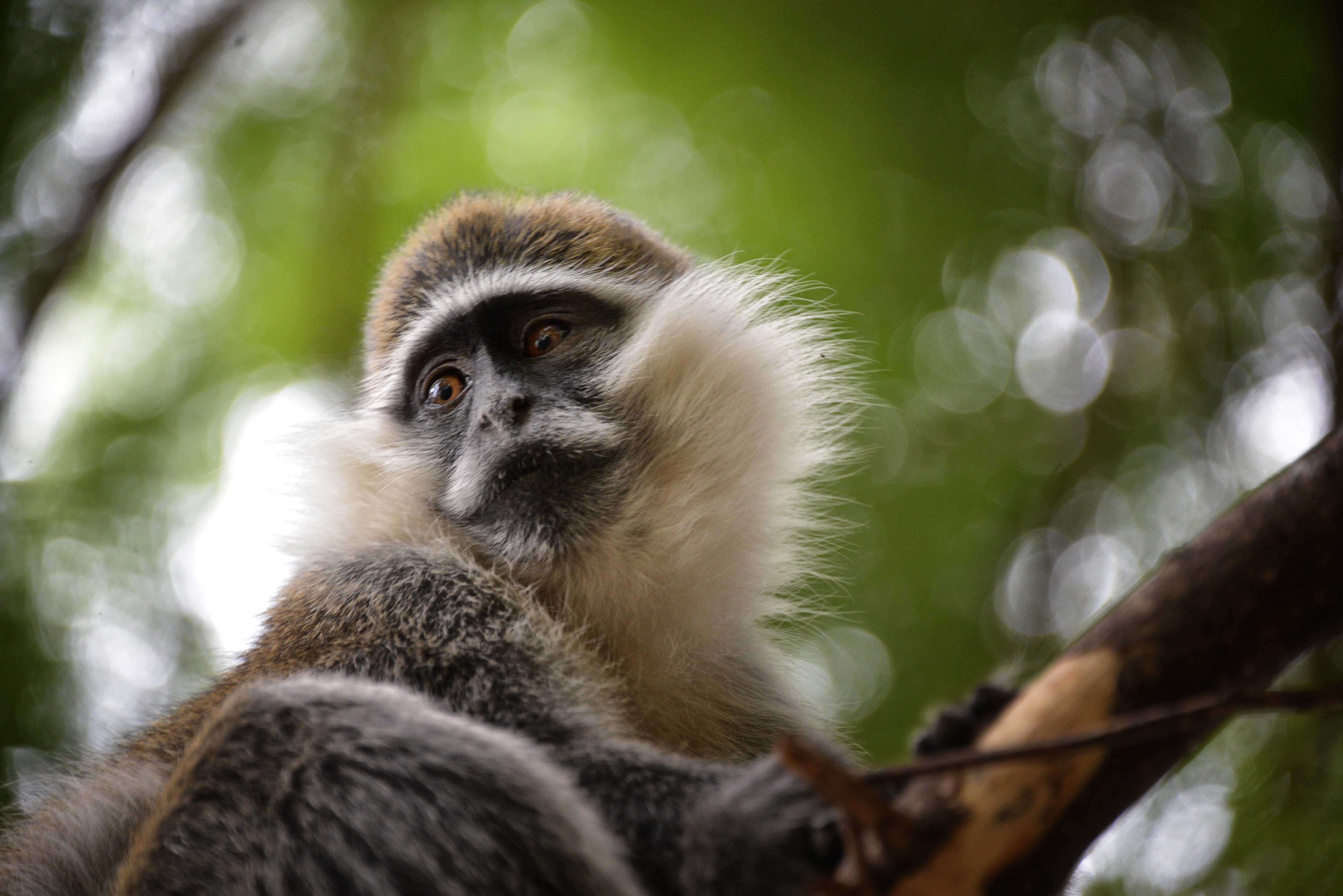 Image of vervet monkey