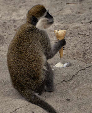 Image of vervet monkey