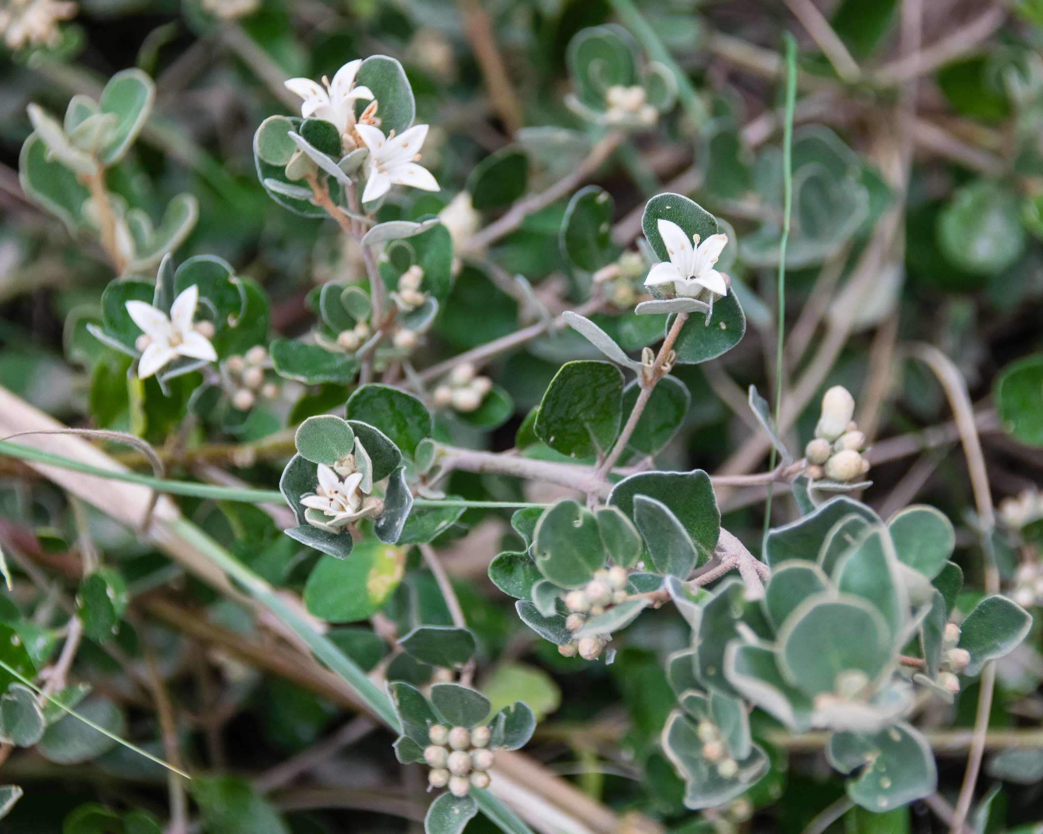 Image of Correa alba Andr.