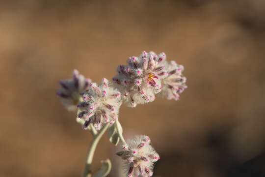 Image of Ptilotus obovatus (Gaudich.) F. Müll.