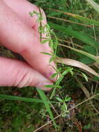 Image of three-petal bedstraw