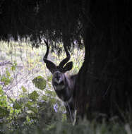 Image of African Juniper