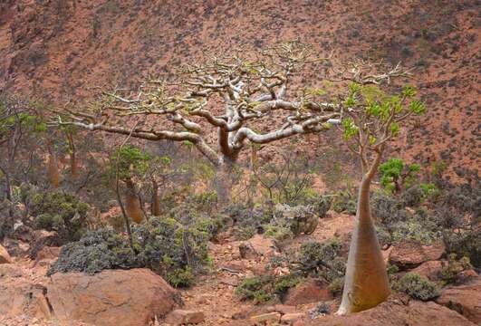 Image of frankincense