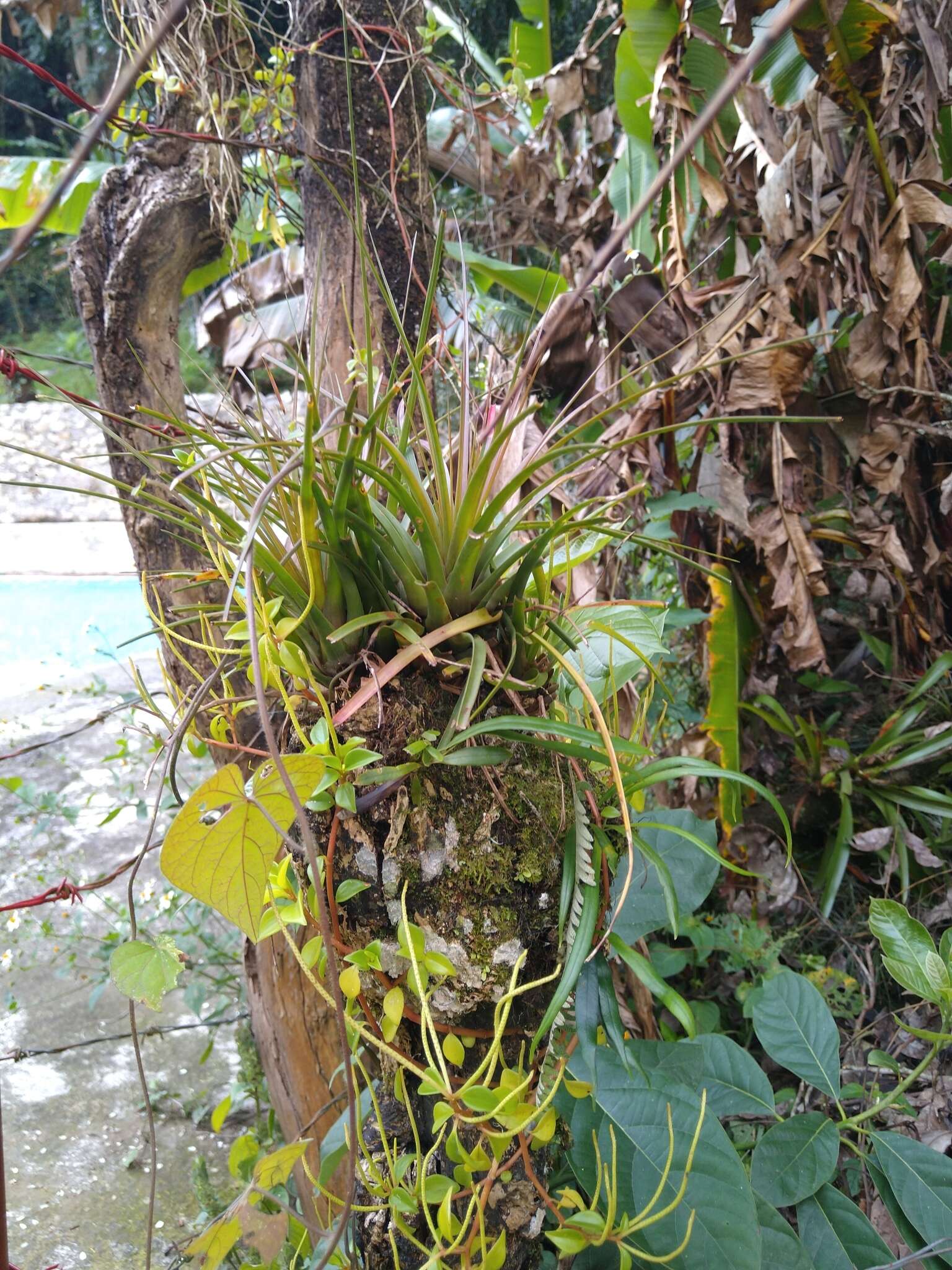 Image de Tillandsia tricolor Schltdl. & Cham.