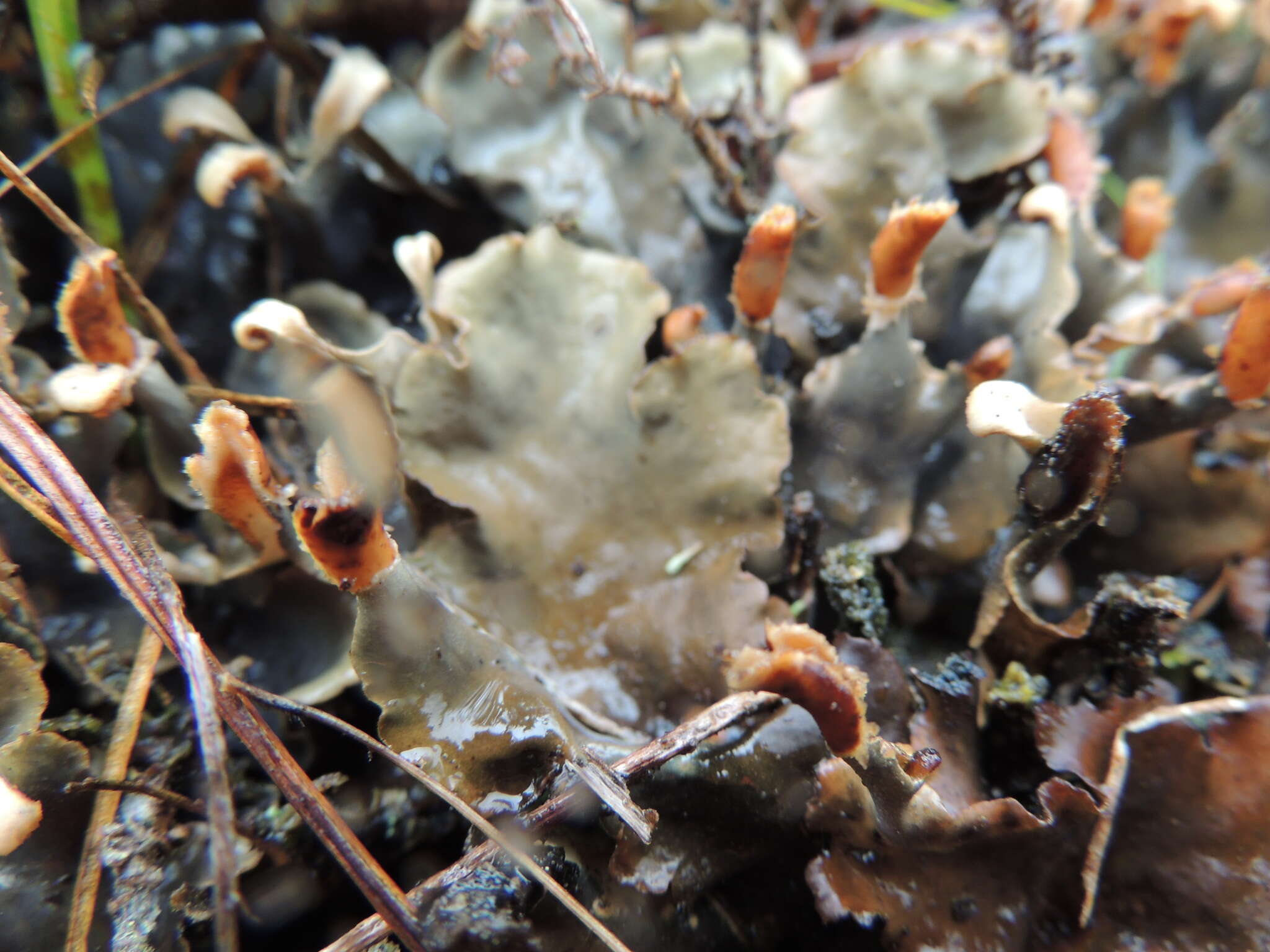 Image of Peltigera dolichorhiza (Nyl.) Nyl.