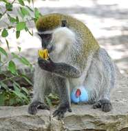 Image of vervet monkey