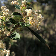 Imagem de Spyridium globulosum (Labill.) Benth.