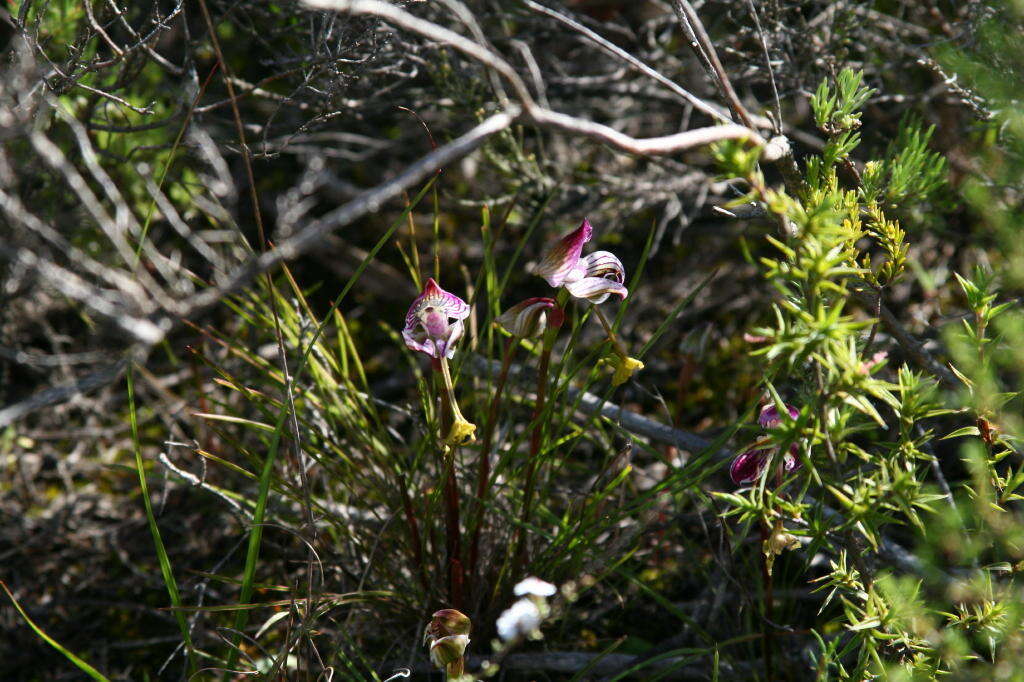 Disa spathulata subsp. tripartita (Lindl.) H. P. Linder resmi