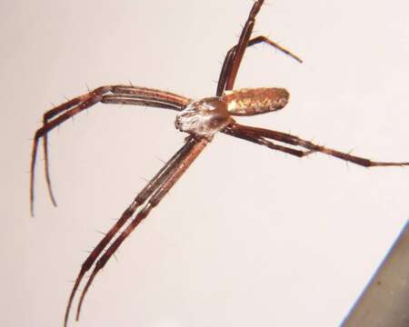 Image of Black-and-Yellow Argiope