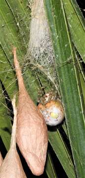 Image of Magnificent Bolas Spider