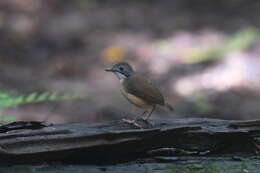 Image of Short-tailed Babbler